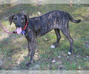 Noel - MEET ME @ PETCO 10/3! - Female Mountain Cur-Unknown Mix Dog for Adoption - Photo #3