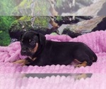 Luna 2025 F4 - Female Catahoula Leopard Dog Puppy for Sale - Photo #2