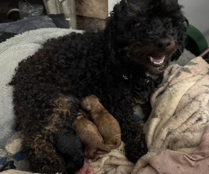 Mother of the Poodle (Toy) puppies born on 06/02/2026
