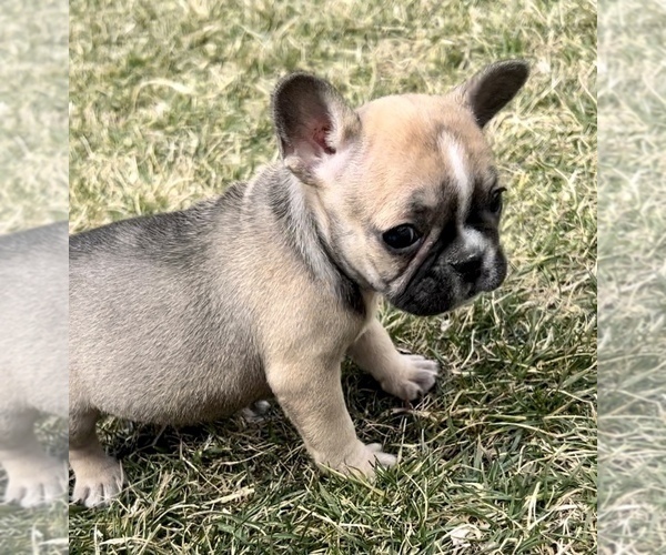 Medium Photo #4 French Bulldog Puppy For Sale in NILES, MI, USA