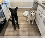 Small #2 German Shepherd Dog