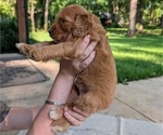 Small Photo #28 Golden Mountain Doodle  Puppy For Sale in BROKEN ARROW, OK, USA