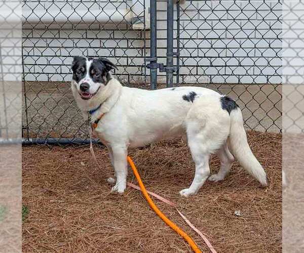 Medium Photo #2 Border Collie-Pembroke Welsh Corgi Mix Puppy For Sale in Kennesaw, GA, USA