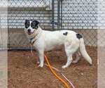 Small #1 Border Collie-Pembroke Welsh Corgi Mix