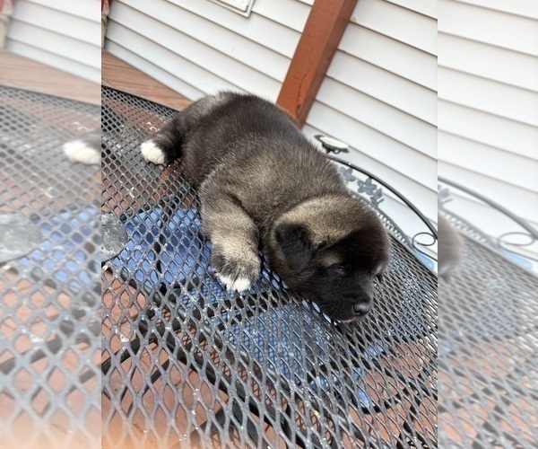Medium Photo #9 Akita Puppy For Sale in LOUISVILLE, KY, USA