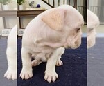Small Photo #38 French Bulldog Puppy For Sale in CHINO HILLS, CA, USA
