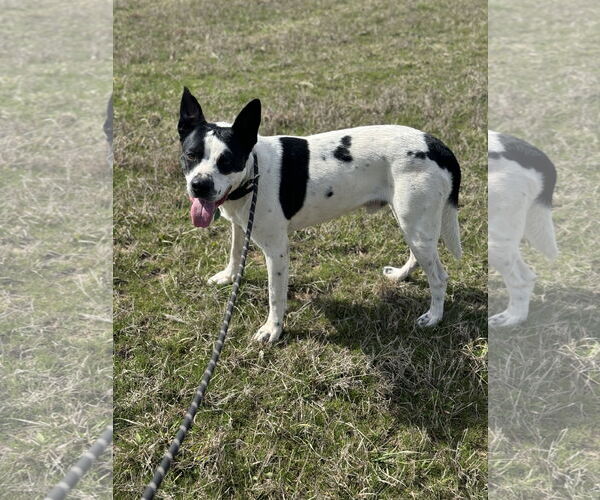 Medium Photo #1 Border Collie-Unknown Mix Puppy For Sale in Pryor, OK, USA