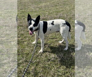 Border Collie-Unknown Mix Dogs for adoption in Pryor, OK, USA