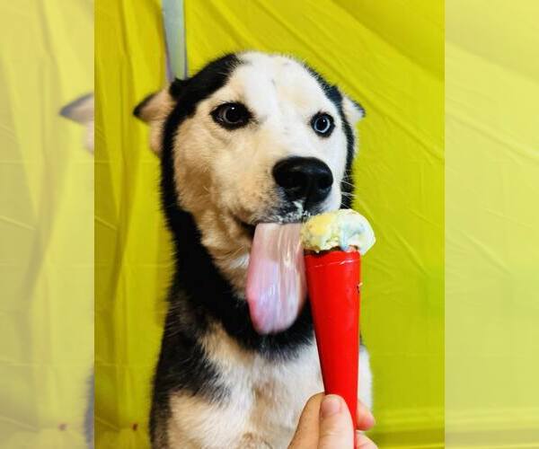 Medium Photo #4 Siberian Husky Puppy For Sale in Randleman , NM, USA