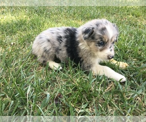 Border-Aussie Puppy for sale in LOMA, CO, USA