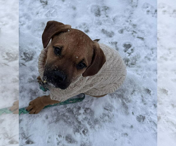 Medium Photo #4 English Mastweiler Puppy For Sale in Oro Medonte, Ontario, Canada