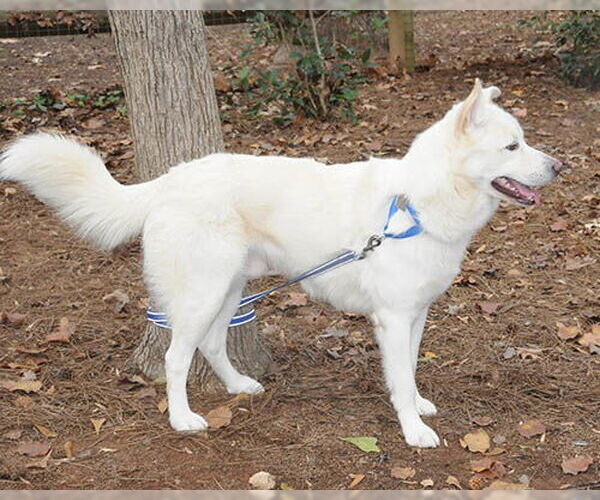 Medium Photo #3 Siberian Husky-Unknown Mix Puppy For Sale in Lake Wylie, SC, USA