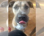 Small #2 American Pit Bull Terrier-Labrador Retriever Mix