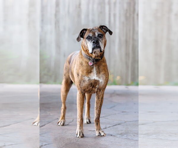 Medium Photo #5 Boxer Puppy For Sale in McKinney, TX, USA