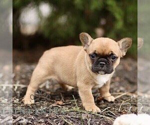 French Bulldog Puppy for sale in RONKS, PA, USA