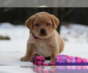 Labrador Retriever Puppy for sale in HYDE PARK, VT, USA