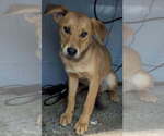 Small #3 Labrador Retriever Mix