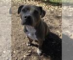 Small American Staffordshire Terrier Mix