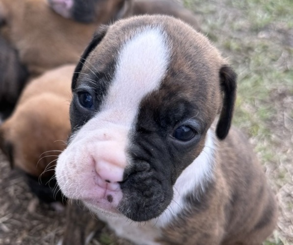 Medium Photo #1 Boxer Puppy For Sale in BONIFAY, FL, USA