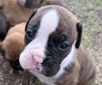 Small Boxer