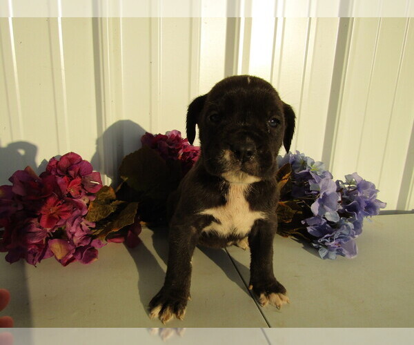 Medium Photo #13 Cane Corso Puppy For Sale in EMPIRE STATE, NY, USA