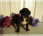Small Photo #13 Cane Corso Puppy For Sale in EMPIRE STATE, NY, USA