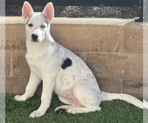 Huskies -Unknown Mix Dogs for adoption in Mission Viejo, CA, USA