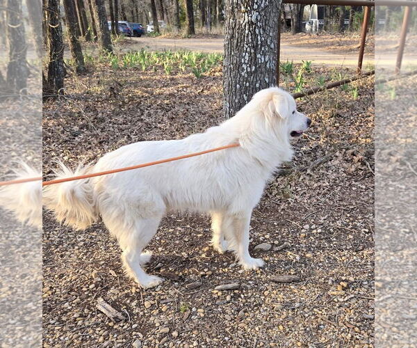 Medium Photo #5 Great Pyrenees Puppy For Sale in Spring, TX, USA