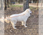 Small #4 Great Pyrenees