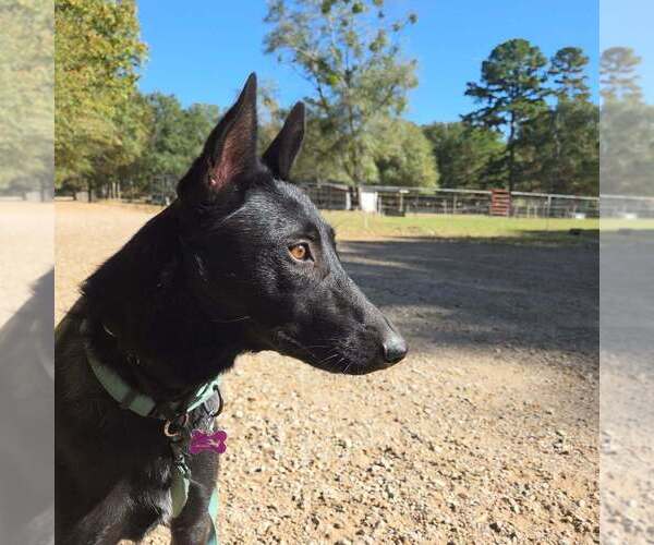 Medium Photo #7 Holland Shepherd-Unknown Mix Puppy For Sale in Imlay City, MI, USA