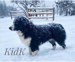 Small Photo #1 Miniature Australian Shepherd Puppy For Sale in KETTLE FALLS, WA, USA