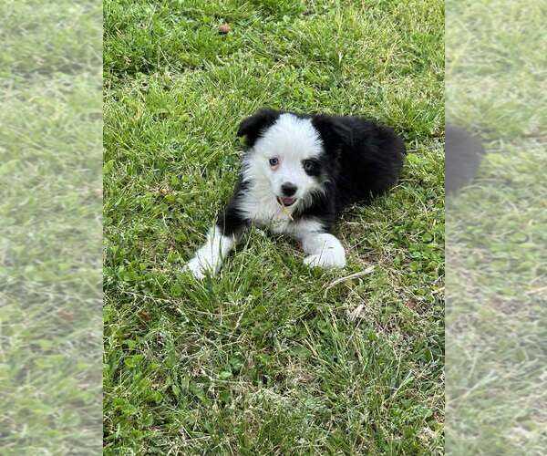Medium Photo #3 Miniature Australian Shepherd Puppy For Sale in BROOKER, FL, USA