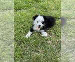 Small #2 Miniature Australian Shepherd