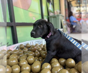 Labrador Retriever-Unknown Mix Dogs for adoption in Thomasville, NC, USA