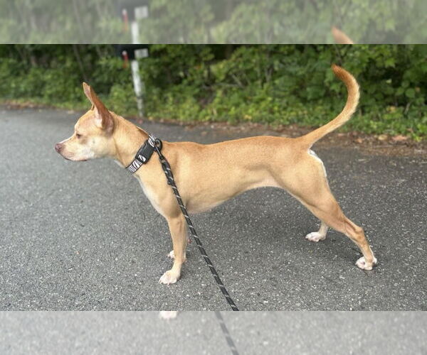 Medium Photo #4 American Pit Bull Terrier-Chihuahua Mix Puppy For Sale in Holly Springs, NC, USA