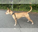 Small #3 American Pit Bull Terrier-Chihuahua Mix