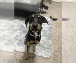 Small Plott Hound