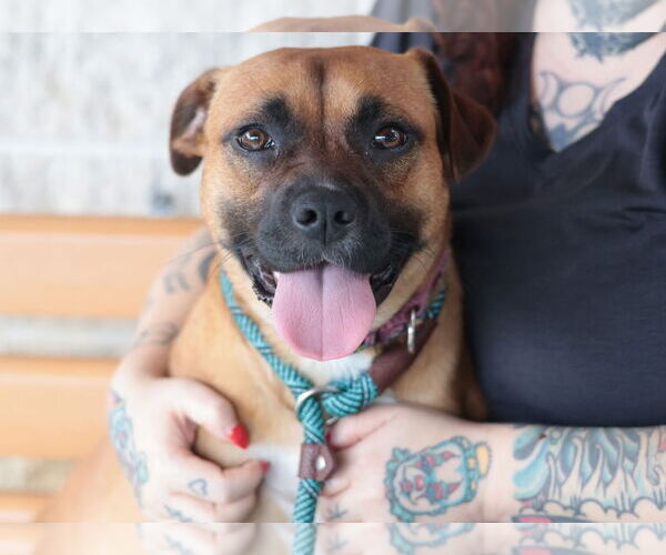 Medium Photo #13 Mutt Puppy For Sale in Philadelphia, PA, USA