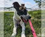 Small #5 Mutt