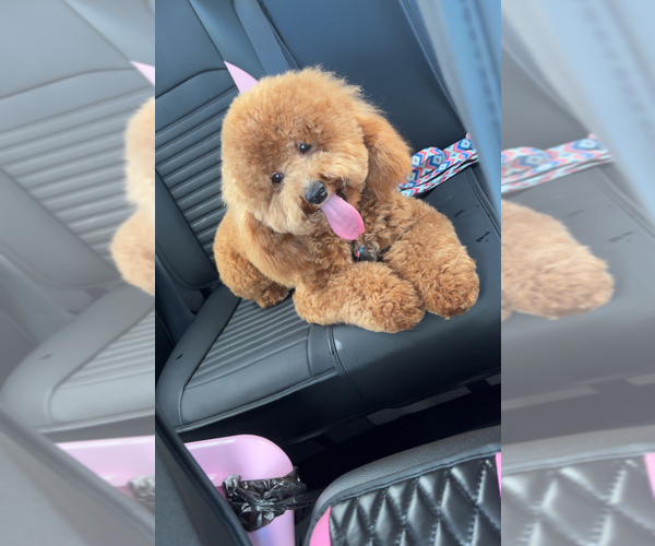 Medium Photo #1 Bichpoo Puppy For Sale in SOUTHAVEN, MS, USA