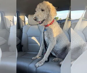 Goldendoodle Dogs for adoption in Glendale , AZ, USA