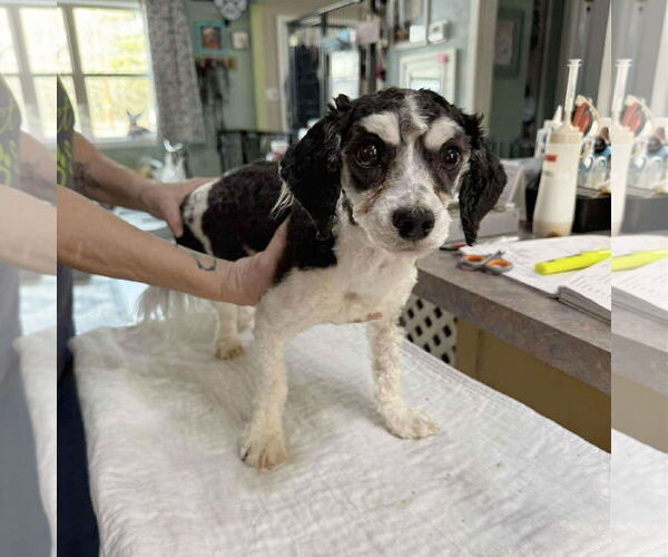 Medium Photo #1 Havanese Puppy For Sale in Benton, LA, USA