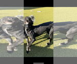 Small #1 American Pit Bull Terrier