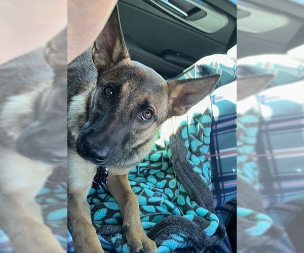 Medium Photo #5 Mutt Puppy For Sale in Imlay City, MI, USA