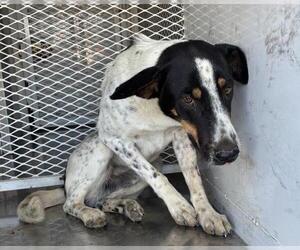 Collie Dogs for adoption in Bakersfield, CA, USA