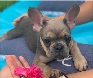 Medium French Bulldog