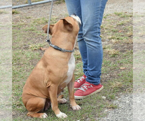 Medium Photo #3 Bull-Boxer Puppy For Sale in Anniston, AL, USA
