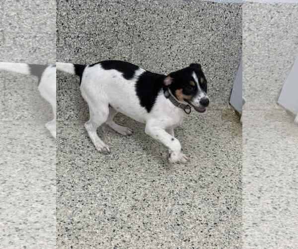 Medium Photo #3 Jack Russell Terrier-Unknown Mix Puppy For Sale in Mechanicsburg, PA, USA