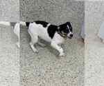 Small #2 Jack Russell Terrier Mix