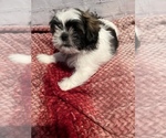 Small Photo #6 Shih Tzu Puppy For Sale in ROSEVILLE, OH, USA